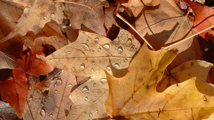 Ноябрь в Киеве оказался теплее нормы