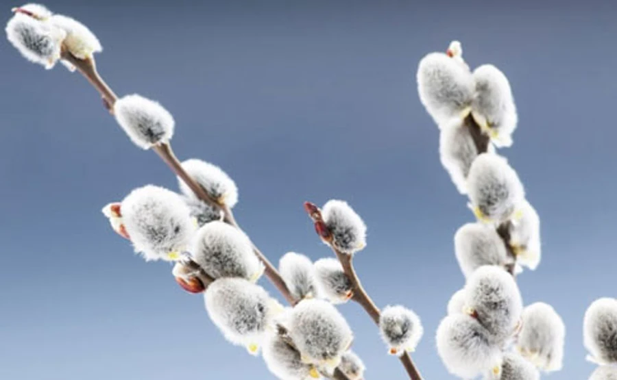 Лютий можна перейменовувати на пухнастень: прогноз на перші дні