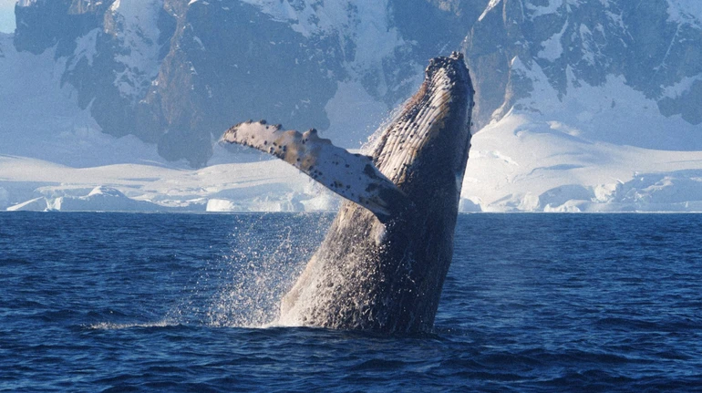 Округлювали спини та гучно фонтанували: полярники показали зустріч з горбатими китами