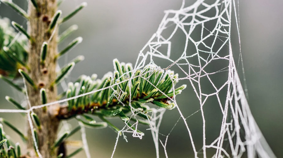 Новий рік прийде з потеплінням і дощем