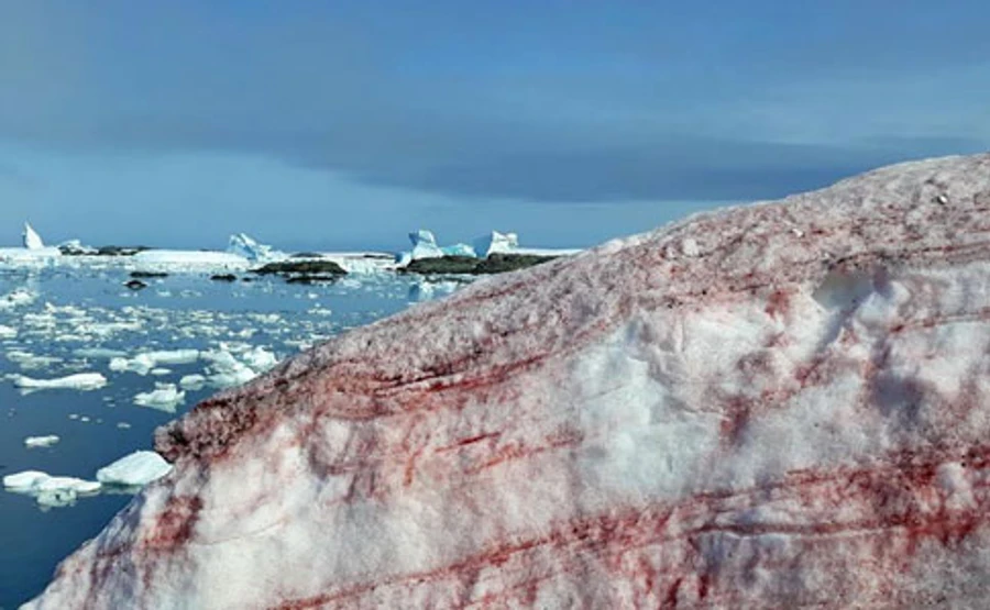 В Антарктиді зацвів сніг: став малиновим