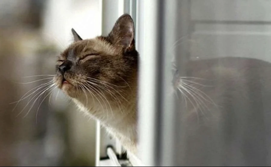 Названа причина аномально теплой зимы