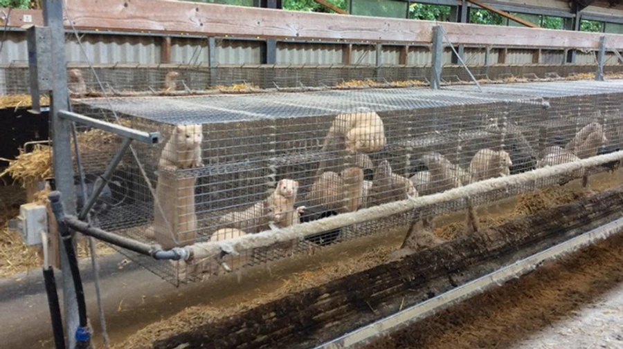 У Франції виявили заражених коронавірусом норок