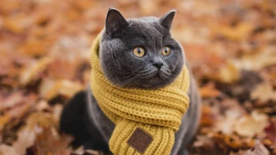 В ночь на среду в нескольких областях похолодает к нулю