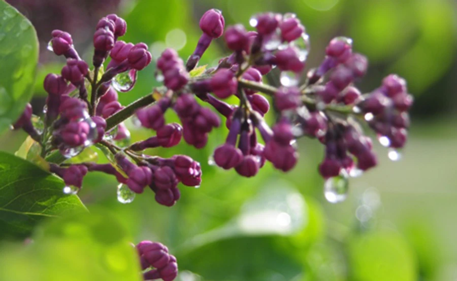 Май придет с дождями и грозами