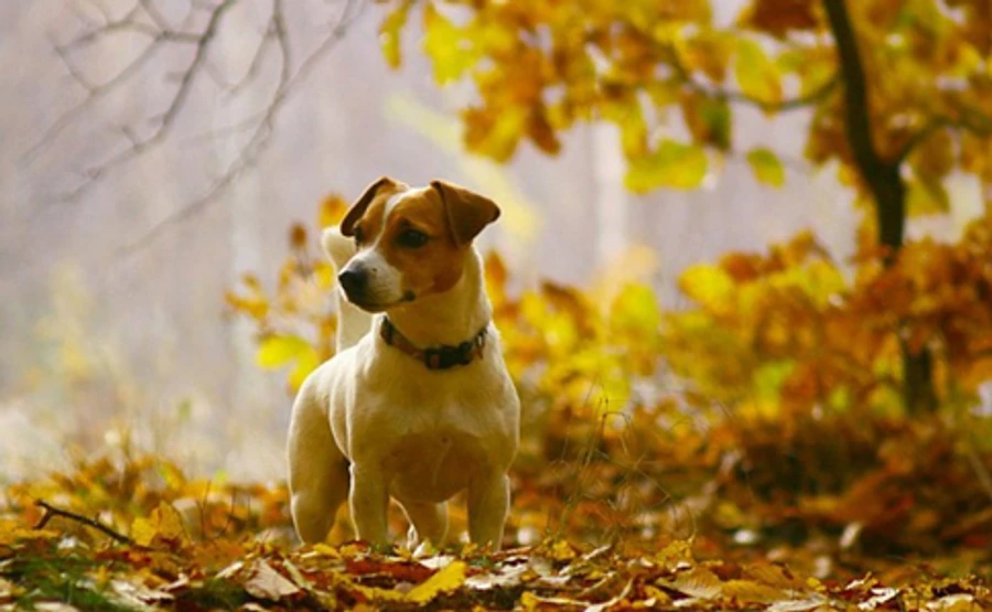 На вихідних українців порадує сонячна погода, але місцями дощитиме 