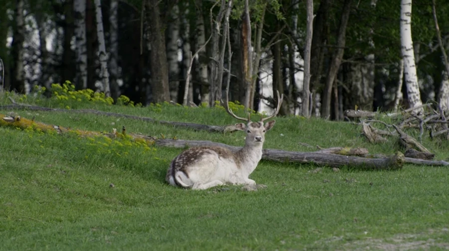 Ukrainian documentary Divia to be shown at UN climate conference