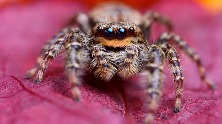 Чи може вас вкусити цей павук? Дізнайтеся в ТЕСТІ