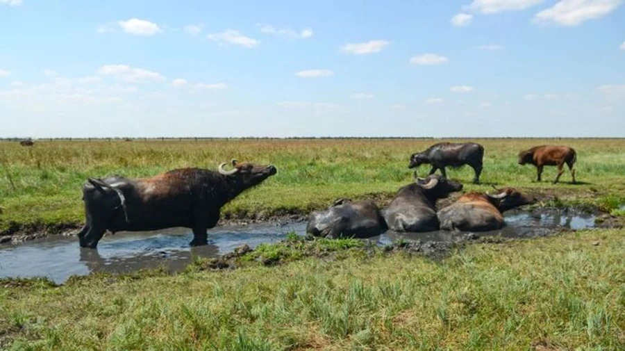 Threat is real: Director of Askania-Nova nature reserve on likelihood of Russians exporting animals