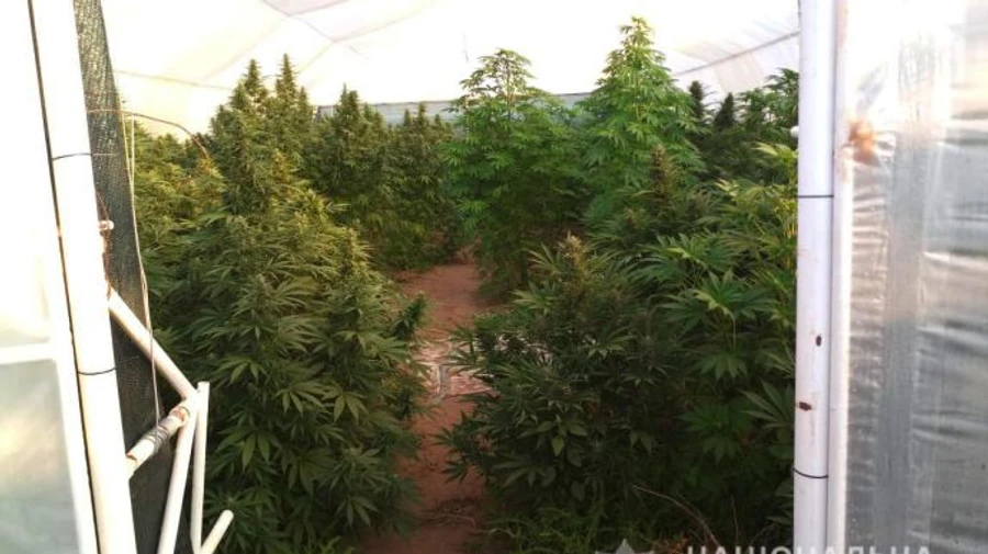 Наркоплантації із коноплею на мільйони гривень виявили на Херсонщині