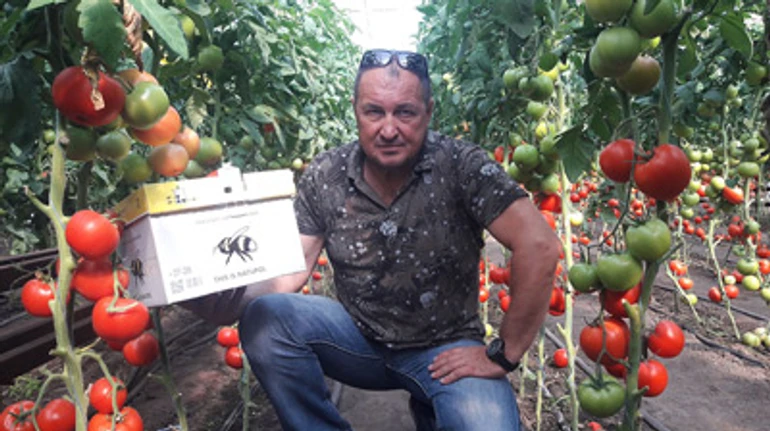 Столица помидоров: как в Каменке-Днепровской выращивают помидоры, огурцы и даже экзотические фрукты