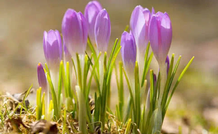 В Украине днями потеплеет до +24°