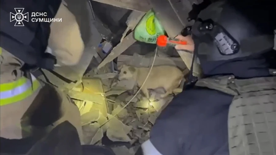 Puppy rescued from under rubble after overnight Russian attack on Sumy Oblast – video