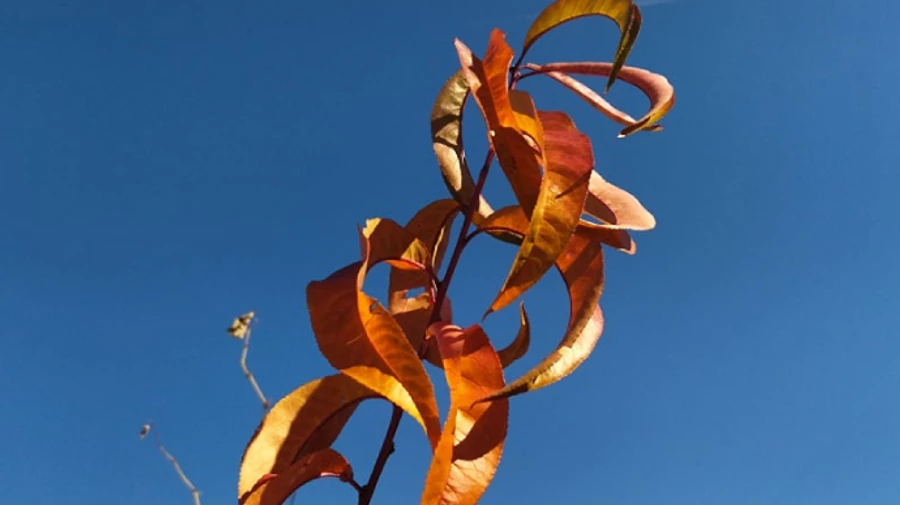 Помірне тепло, лише подекуди збризне дощик - прогноз на вихідні