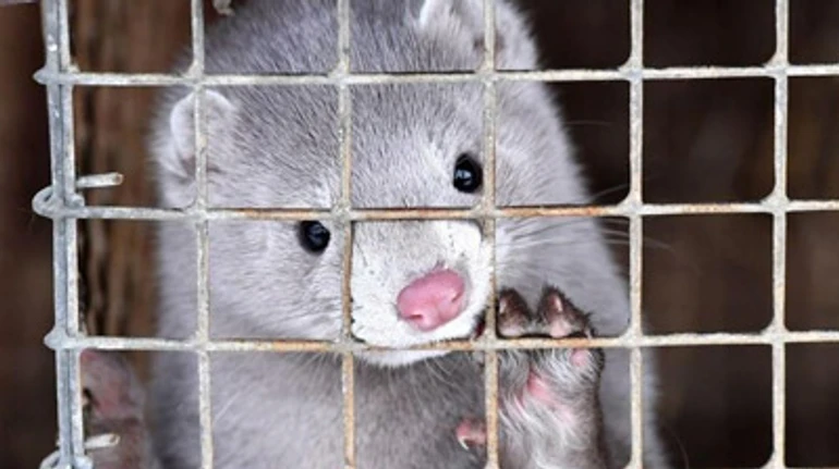В Европе уничтожают миллионы норок с коронавирусом. Что происходит на фермах в Украине?