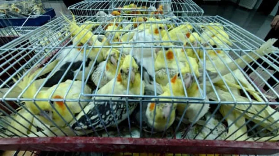 Сербські митники запобігли контрабанді понад 300 папуг