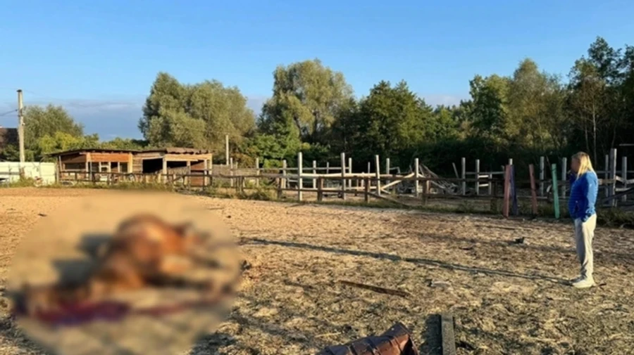 Russians strike equestrian club in Kyiv Oblast with drone: seven horses killed