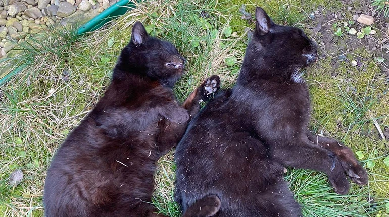 У селі на Тернопільщині за годину знайшли мертвими 13 котів: що каже поліція