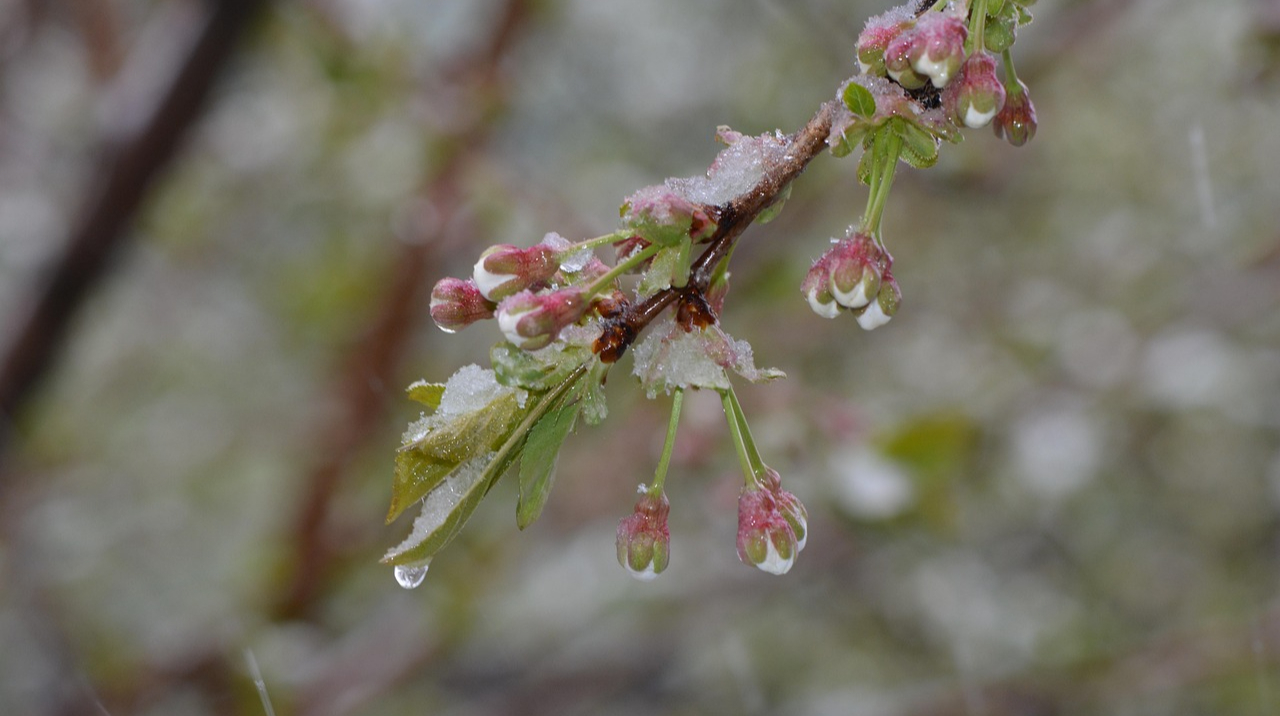 На вихідних в Україні дощитиме, в понеділок вночі прогнозують мінус і мокрий сніг