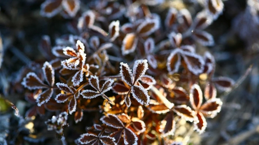 В Украину идут заморозки и небольшой дождь