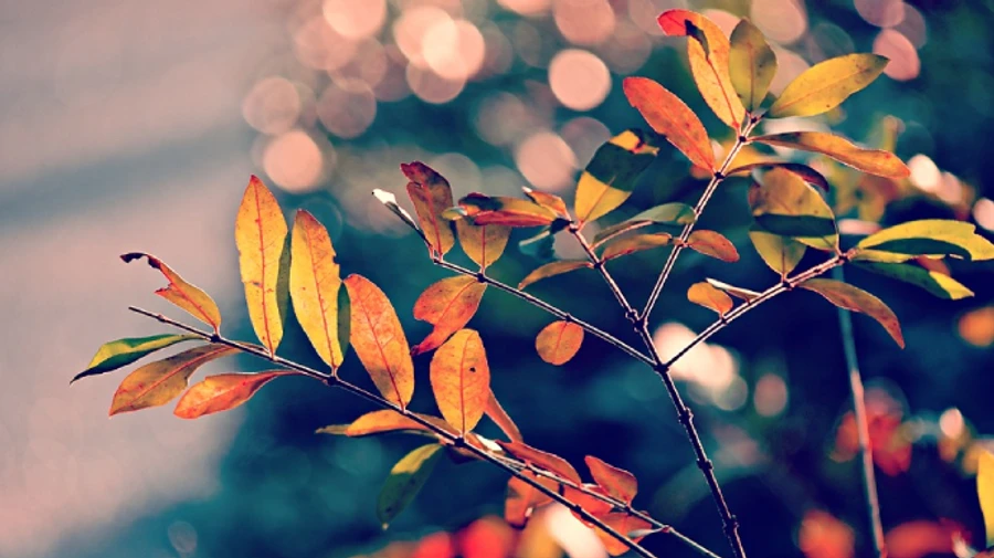 На українців ще чекає потепління: місцями буде до +22°