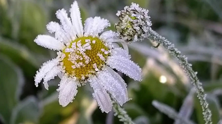 На западе страны возможны заморозки