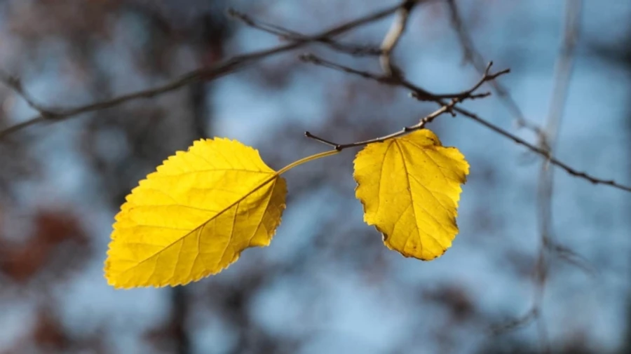 Неделя начнется с незначительного потепления