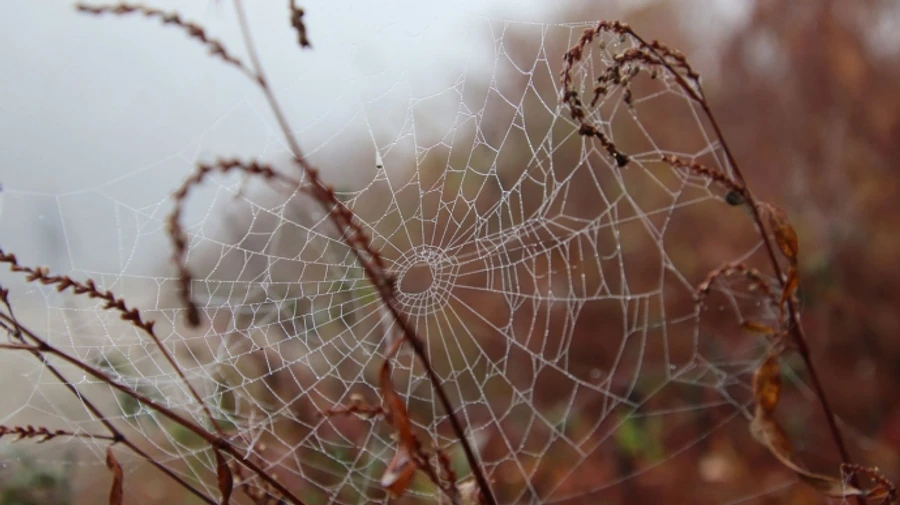 В Україні в найближчі дні переважно без опадів, дощі повернуться в неділю