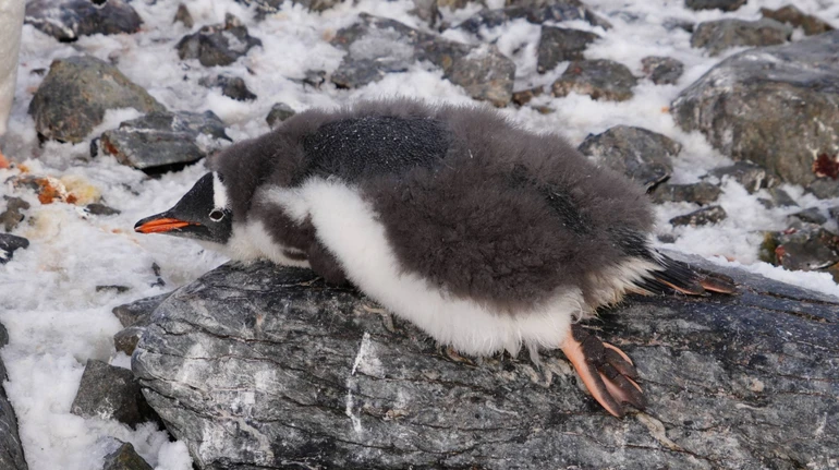 Пуха больше, чем снега: полярники показали, как пингвинята в Антарктиде обрастают перьями