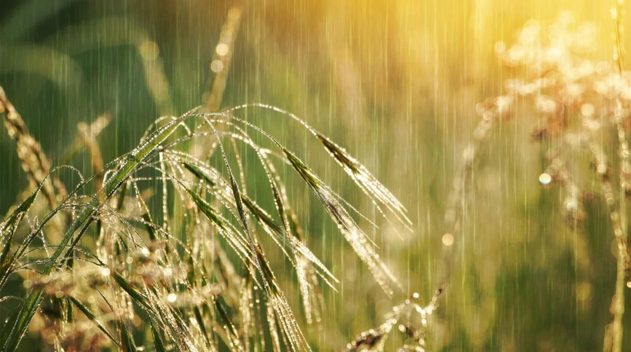 У понеділок в Україні тепло, в низці областей пройдуть дощі та грози