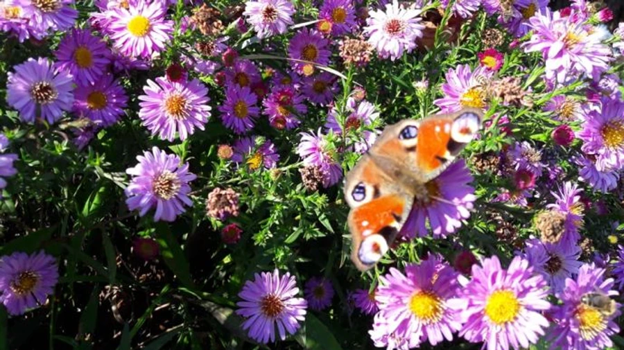 Сухо и довольно тепло обещают украинцам в ближайшие дни