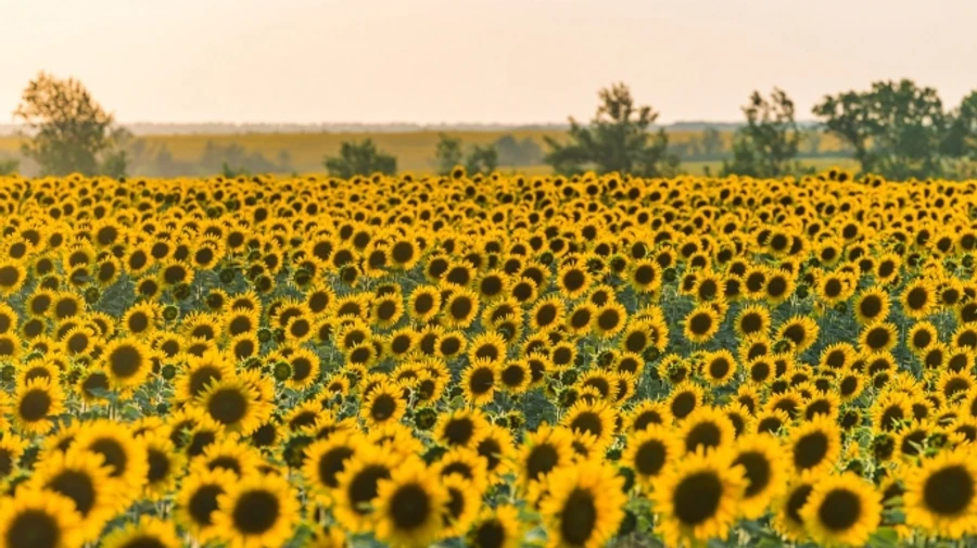 Тепло и без осадков ожидают в Украине в воскресенье