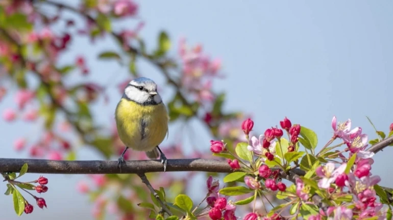 Погода повредит раннецветущие деревья - Гидрометцентр