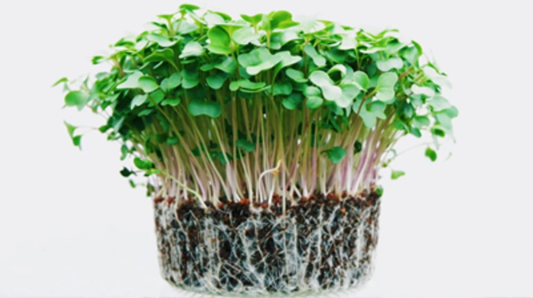 Как успешно выращивать Микрогрин дома. Личный опыт