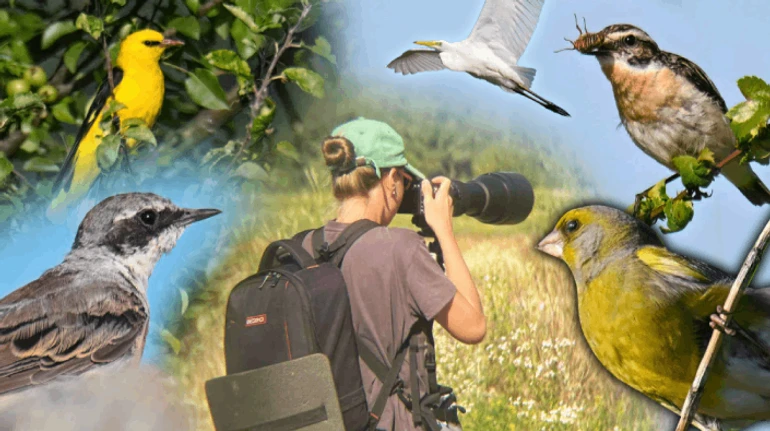 Пение птиц после Шахедов, милый пустельга и воробьи, которые никуда не исчезли. Как это - быть бердвотчеркой?