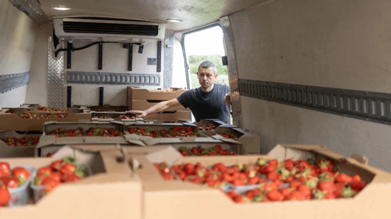 Ягодная экономика: как финансист диверсифицировал бизнес клубникой