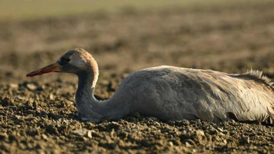 Вокруг Аскании-Новой запретили средства против грызунов: они убили более 2 тысяч птиц