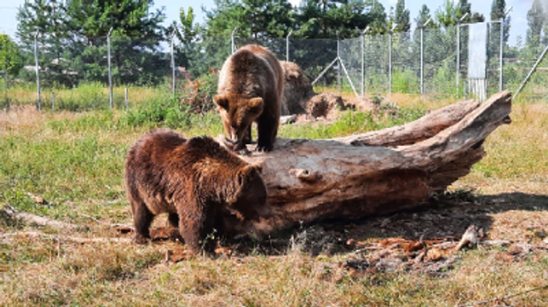 Любов маніяка до жертви. Як калічать ведмедів у зоопарках та звіринцях, і хто їх потім рятує