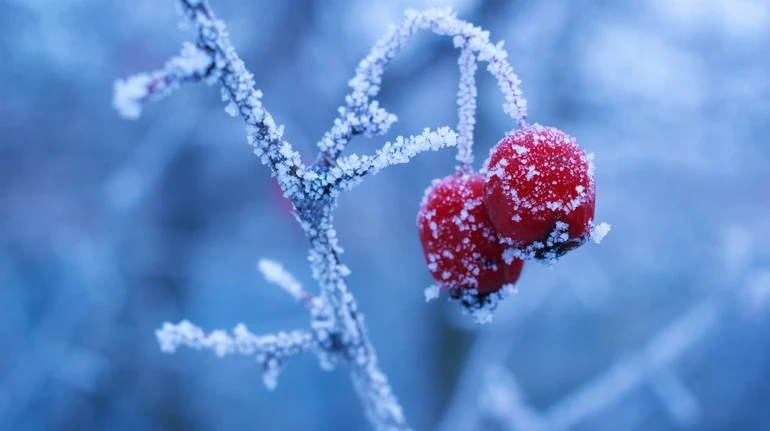 Київ пережив найхолоднішу зиму за останні 15 років – метеорологи