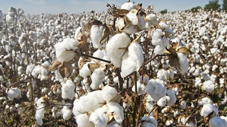 Бавовна і снаряди. Як Україна робить перші кроки до виробництва пороху