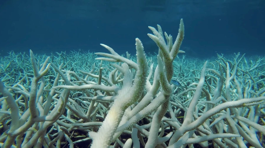 Scientists are alarmed: global warming has reached a critical point, coral reefs on the verge of extinction