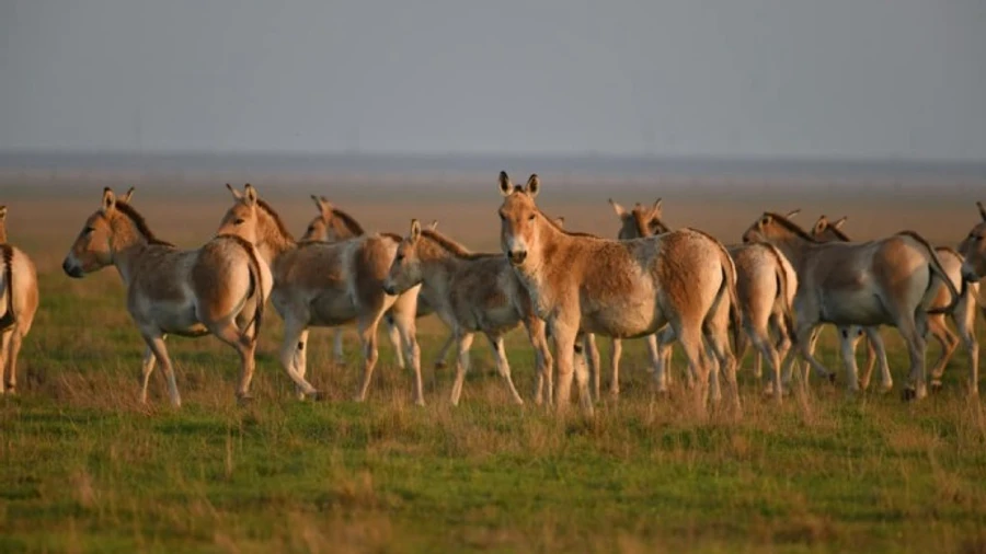 Occupiers have illegally removed animals from Askania-Nova nature reserve