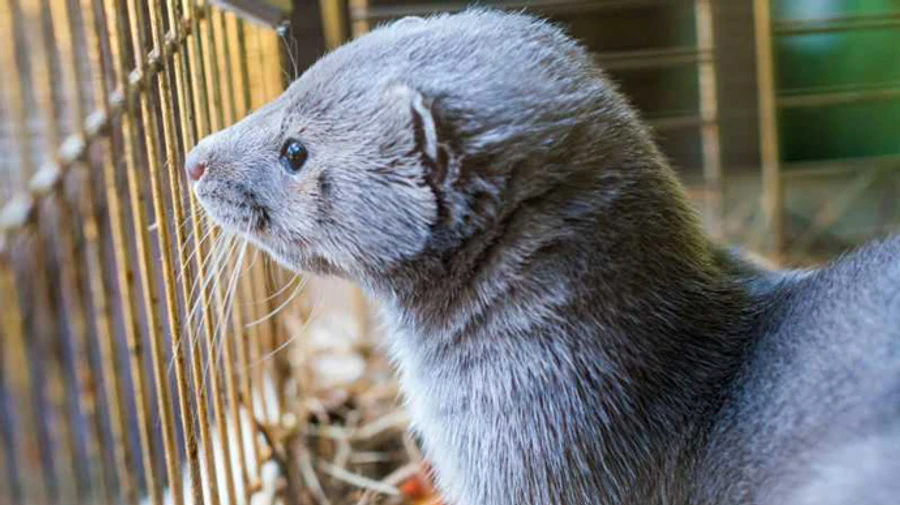 Коронавирус обнаружили у норок на одной из пушных ферм в Литве