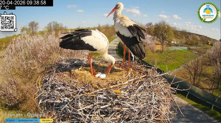 У звездных аистов Одарки и Грицыка появилось уже четыре яйца. Будут ли еще?