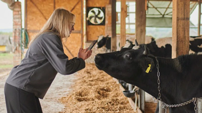 Щоб не їхати на заробітки. Як отримати гроші на власну молочну ферму