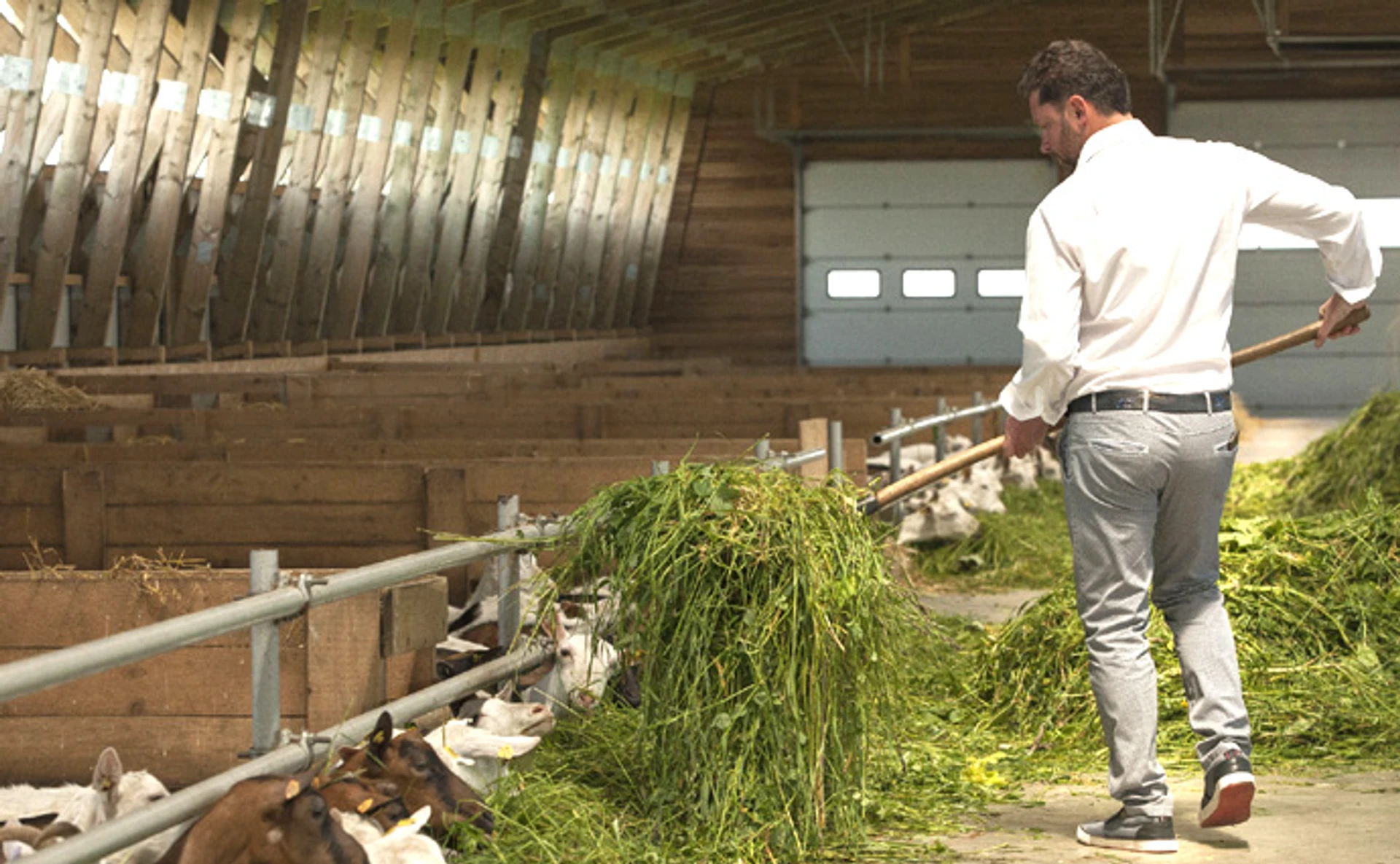 Як змусити баранів працювати. Репортаж з ферми
