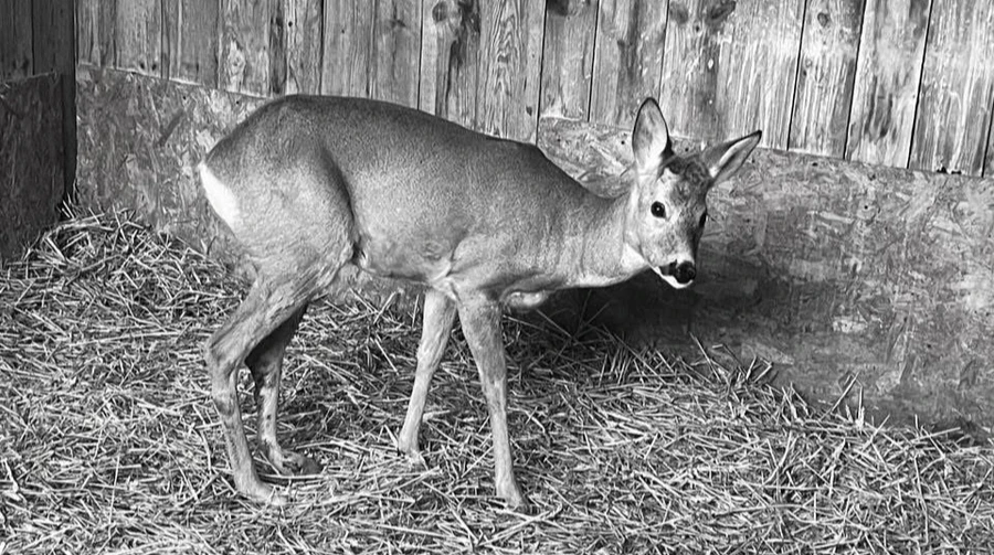 Roe deer rescued after car accident in Kyiv Oblast did not survive Russian attack