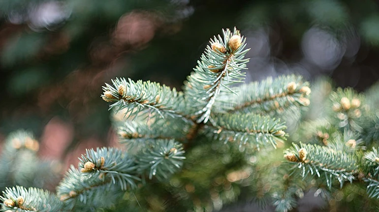 В Україні під Новий рік буде тепло і без снігу  