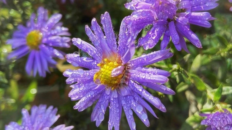 В День Независимости погода будет дождливой и прохладной