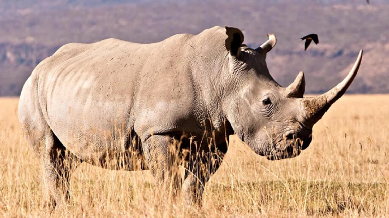 Самотні носороги й папуга, що не літає. Що ви знаєте про тварин, які можуть зникнути? ТЕСТ